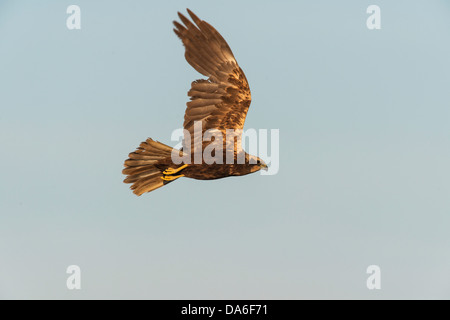 Falco di palude (Circus aeruginosus) in volo Foto Stock