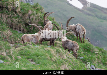 Lo stambecco (Capra ibex), bucks versando la loro pelliccia Foto Stock