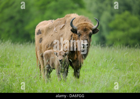Wisent o europeo (Bison Bison bonasus), mucca con un vitello, captive Foto Stock
