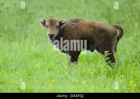 Wisent o europeo (Bison Bison bonasus), di vitello, captive Foto Stock
