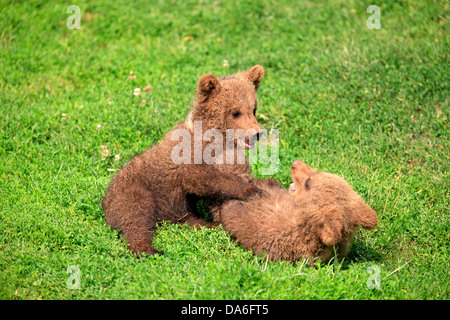 L'orso bruno (Ursus arctos), due cuccioli giocando e tussling gli uni con gli altri, captive Foto Stock