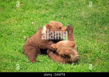 L'orso bruno (Ursus arctos), due cuccioli giocando e tussling gli uni con gli altri, captive Foto Stock