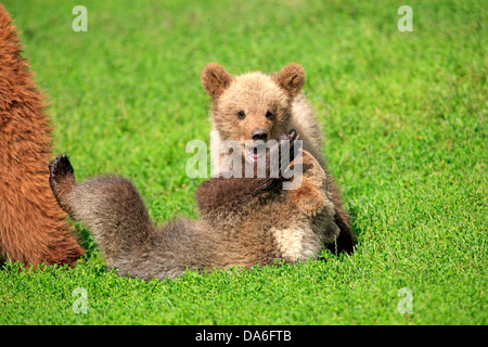 L'orso bruno (Ursus arctos), due cuccioli giocando e tussling gli uni con gli altri, captive Foto Stock