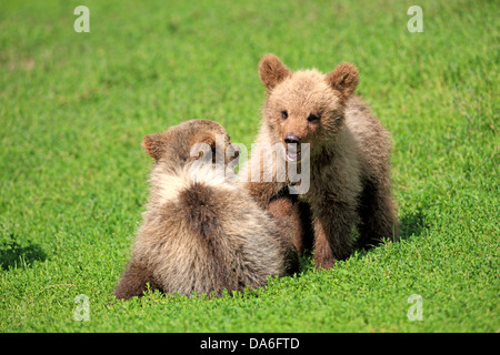 L'orso bruno (Ursus arctos), due cuccioli giocando, captive Foto Stock