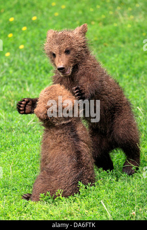 L'orso bruno (Ursus arctos), due cuccioli giocando e tussling gli uni con gli altri, captive Foto Stock
