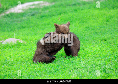 L'orso bruno (Ursus arctos), due cuccioli giocando e tussling gli uni con gli altri, captive Foto Stock