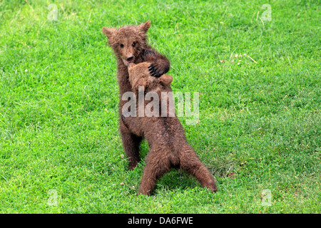 L'orso bruno (Ursus arctos), due cuccioli giocando e tussling gli uni con gli altri, captive Foto Stock