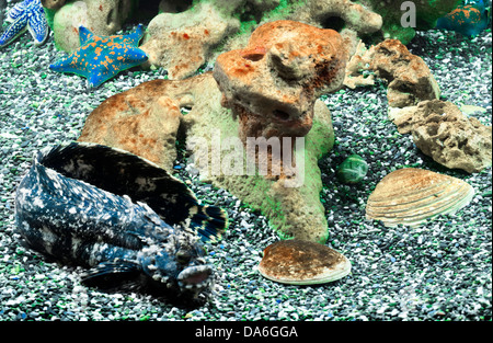 fondo del mare Foto Stock
