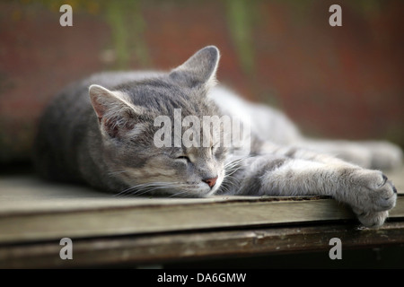 Grigio tabby cat relax su una panchina addormentato Foto Stock