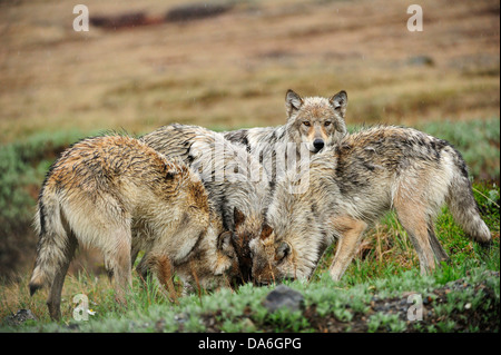 Pack di Lupo (Canis lupus) nella tundra artica Foto Stock