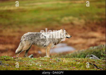 Lupo (Canis lupus) in piedi nella tundra artica Foto Stock