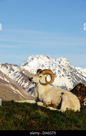 Dall pecore (ovis dalli dalli) nella tundra artica di fronte l'Alaska Range Foto Stock