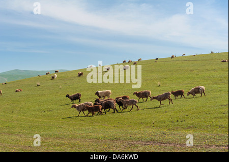 Pecore sui pascoli, photoed nello Xinjiang della Cina Foto Stock