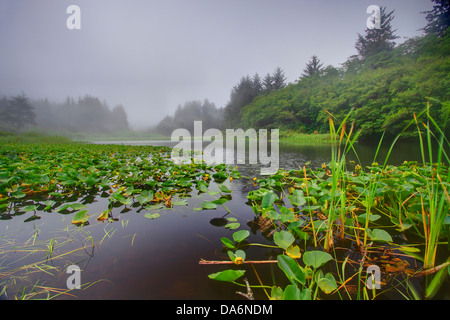 Stati Uniti d'America, Stati Uniti, America, California, Crescent City, California settentrionale, del Norte Costa, Redwoods, Parco Statale, foresta, stagno Foto Stock