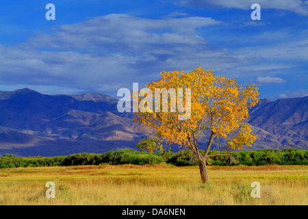 Stati Uniti d'America, Stati Uniti, America, California, Vescovo, fogliame, colore, Sierra, Owens Valley, Vescovo, giallo, albero, americano, a sud-ovest Foto Stock