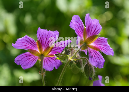 Cranesbill di piante e fiori viola viola Foto Stock