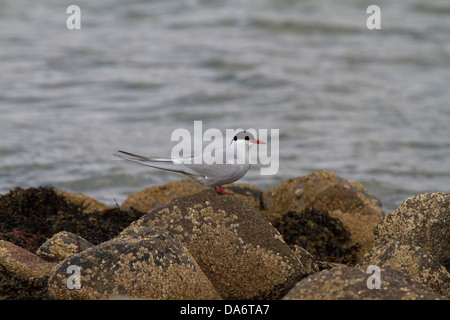 Un Arctic Tern (sterna paradisaea) in piedi su una roccia in riva al mare Foto Stock