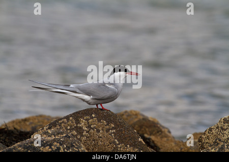 Un Arctic Tern (sterna paradisaea) in piedi su una roccia in riva al mare Foto Stock