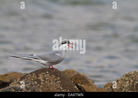 Un Arctic Tern (sterna paradisaea) in piedi su una roccia sul mare, chiamando Foto Stock