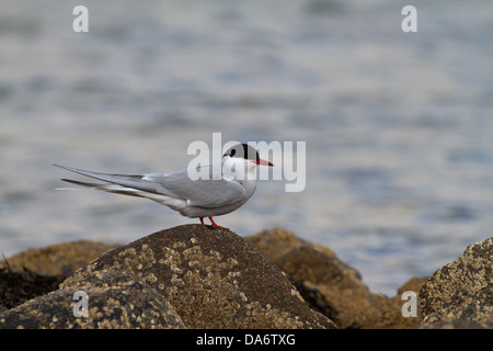Un Arctic Tern (sterna paradisaea) in piedi su una roccia in riva al mare Foto Stock