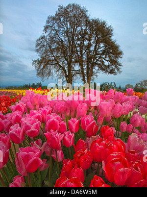 Stati Uniti d'America, Stati Uniti, America, Oregon, Woodburn, tulipani, albero, Foto Stock