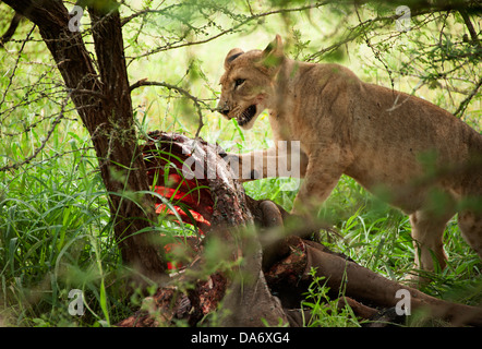 Dopo il kill. Thanda Game Reserve, KwaZulu-Natal. Foto Stock