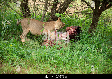 Dopo il kill. Thanda Game Reserve, KwaZulu-Natal. Foto Stock