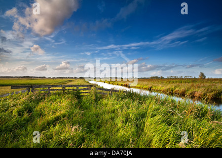 Terreni agricoli olandese nella soleggiata giornata estiva, Paesi Bassi Foto Stock