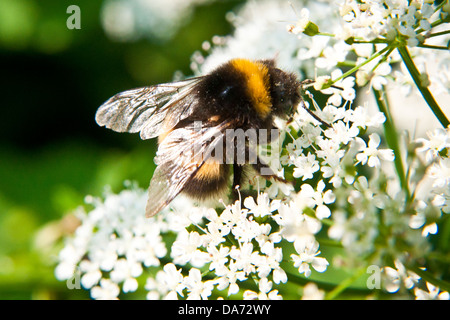 Una ripresa macro di un ape estraendo il polline di un fiore in estate Foto Stock