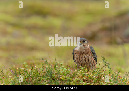 Merlin Foto Stock