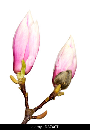 Isolato boccioli di rosa fiori di magnolia Foto Stock