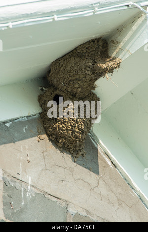 Nido di rondini sotto casa gronda del tetto. Scozia Foto Stock