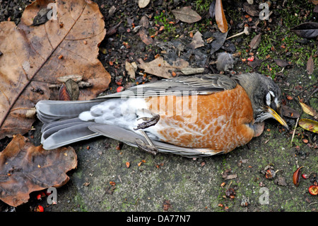 Dead American robin, Turdus migratorius, in giardino nel cortile di San Francisco in California Foto Stock