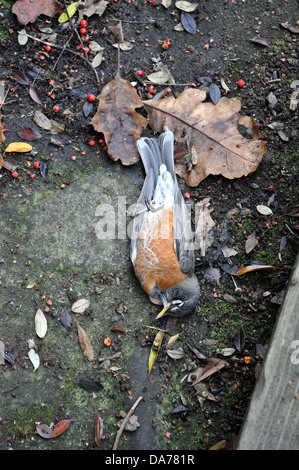 Dead American robin, Turdus migratorius, in giardino nel cortile di San Francisco in California Foto Stock