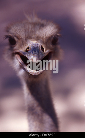 Ostrich presso il locale zoo sembra essere pronto a parlare con noi. Guardando in avanti a noi, faccia piena con il focus sul suo becco. Foto Stock