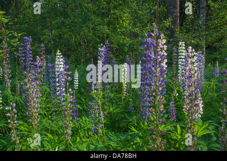 Lupino fiori selvatici in una radura della foresta fuori Stoccolma, Svezia su midsummers eve. Foto Stock