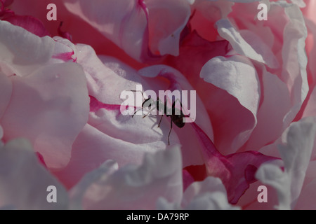 Una formica di aspirazione da gocce di rugiada del mattino sulla parte superiore della fioritura di peonia fiore Foto Stock