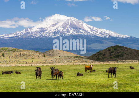 Weed California degli Stati Uniti. Vista del Monte Shasta che mostra i campi di pascolo e di un allevamento di bestiame Foto Stock