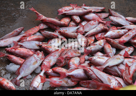 Gruppo di alette Bullseye(Chenvara, unnimary) . La mattina presto dalla cattura Valiyathura beach, Thiruvananthapuram Kerala Foto Stock