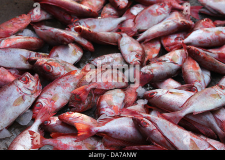 Gruppo di alette Bullseye(Chenvara, unnimary) . La mattina presto dalla cattura Valiyathura beach, Thiruvananthapuram Kerala Foto Stock