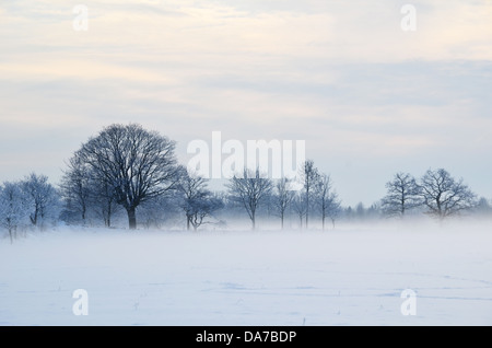 Misty day with hoar frost Foto Stock