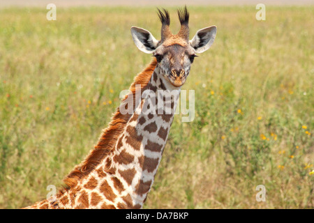 Un giovane giraffe (Giraffa camelopardalis) nel Parco Nazionale del Serengeti, Tanzania Foto Stock