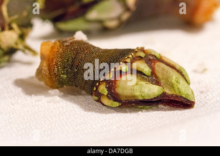 Strani frutti di mare della Spagna Foto Stock