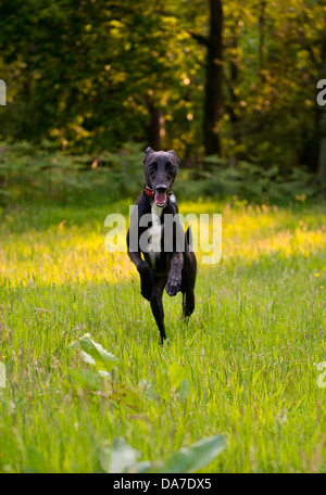 Ritratto di un levriero Lurcher cane che corre in un prato Foto Stock