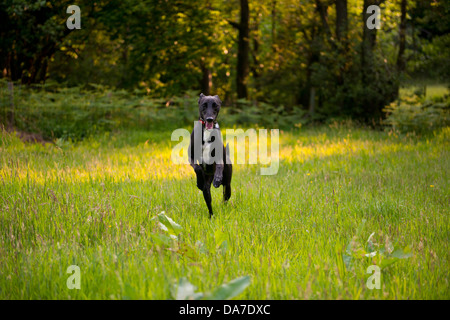 Ritratto di un levriero Lurcher cane che corre in un prato Foto Stock