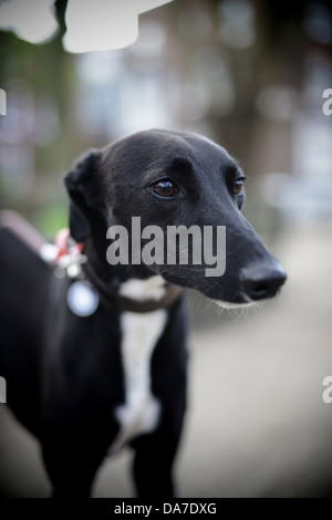 Ritratto di un levriero Lurcher cane Foto Stock