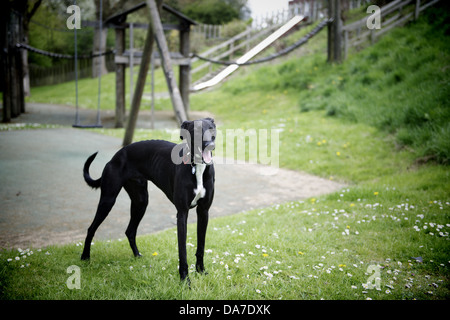 Ritratto di un levriero Lurcher cane Foto Stock