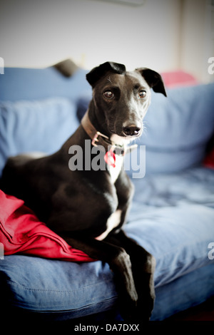 Ritratto di un levriero Lurcher cane su un divano Foto Stock