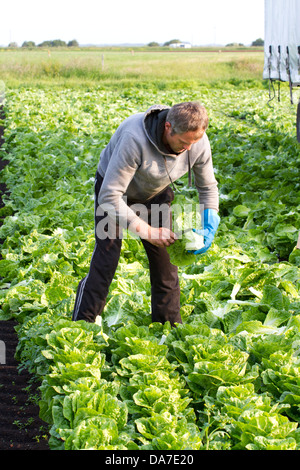 Il taglio o il ritaglio Romaine (cos) lattuga, un insalata greca a mera Brow, Hesketh Bank, Southport, West Lancashire, Regno Unito Foto Stock