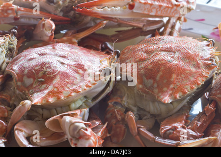 Big Red fresco gamberi cotti al vapore per mangiare Foto Stock
